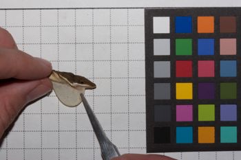 Media type: image;   Herpetology R-186854